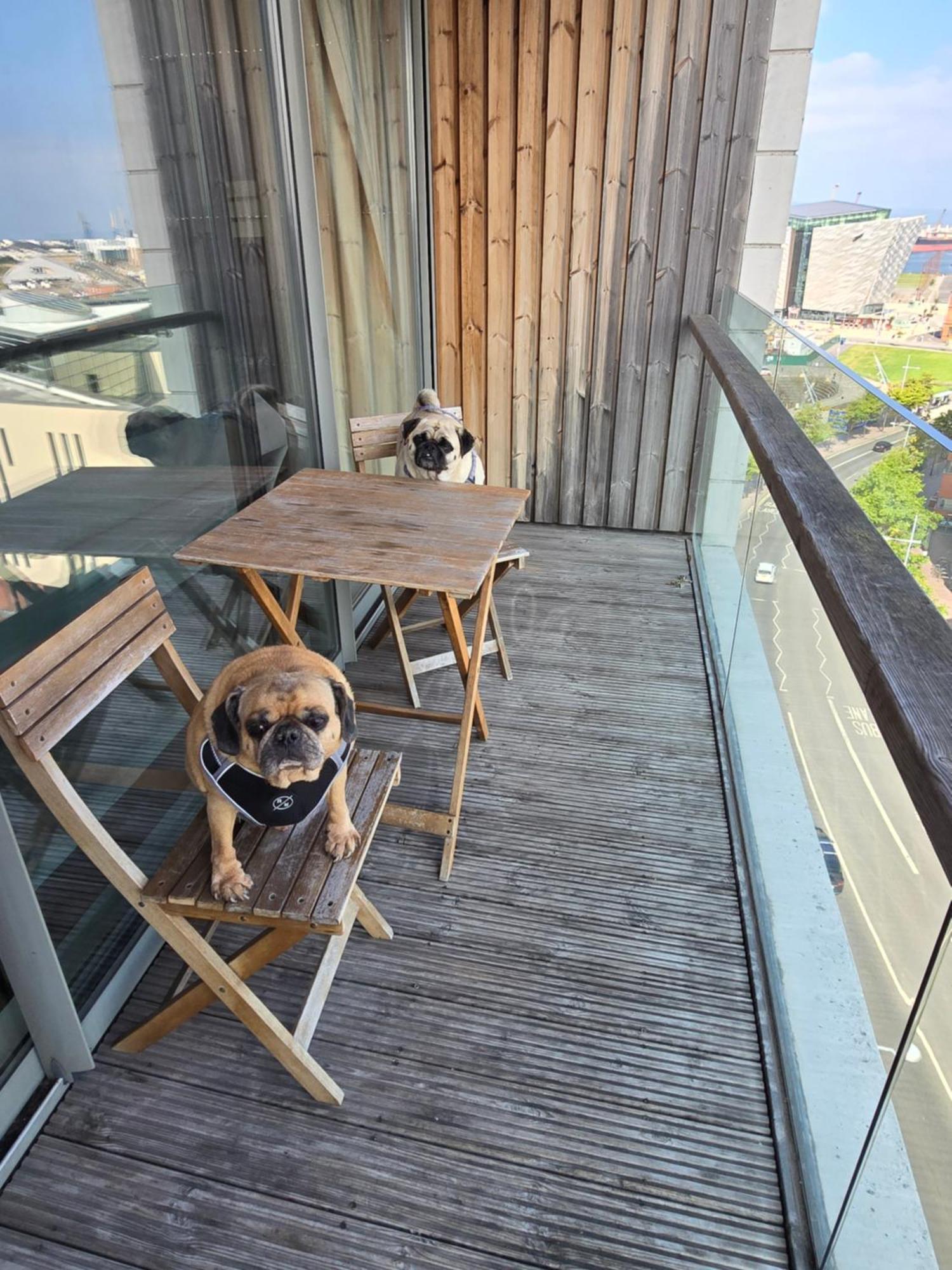 Benji & Milos Apartments Belfast Ngoại thất bức ảnh